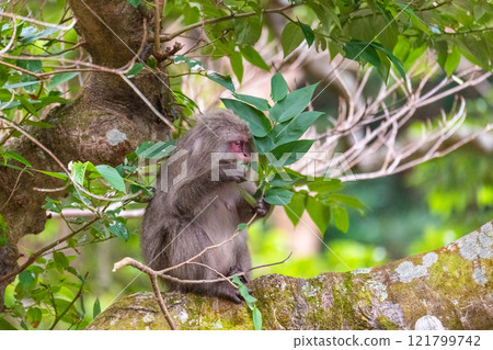 Yakushima World Natural Heritage Monkeys (December) Yakuza monkeys eating leaves from the trees 121799742