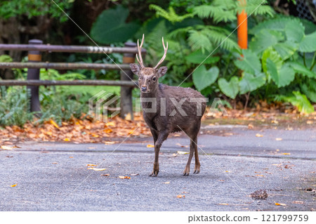 Male Yakushima deer, alert, World Natural Heritage Site (winter) 121799759