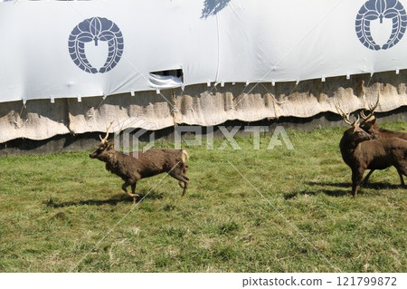 Traditional deer antler cutting ceremony at Kasuga Taisha Shrine in Nara Traditional deer antler cutting ceremony at Kasuga Taisha Shrine in Nara 121799872