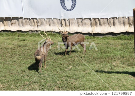 Traditional deer antler cutting ceremony at Kasuga Taisha Shrine in Nara 121799897