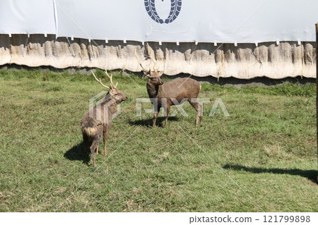 Traditional deer antler cutting ceremony at Kasuga Taisha Shrine in Nara 121799898