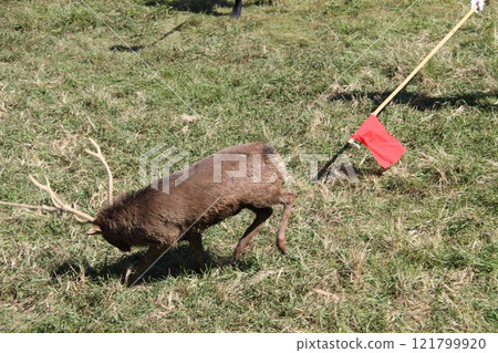 Traditional deer antler cutting ceremony at Kasuga Taisha Shrine in Nara 121799920