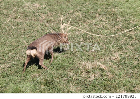 Traditional deer antler cutting ceremony at Kasuga Taisha Shrine in Nara Traditional deer antler cutting ceremony at Kasuga Taisha Shrine in Nara 121799923