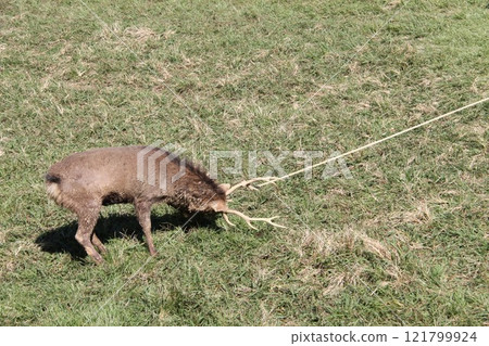 Traditional deer antler cutting ceremony at Kasuga Taisha Shrine in Nara Traditional deer antler cutting ceremony at Kasuga Taisha Shrine in Nara 121799924