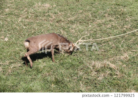 Traditional deer antler cutting ceremony at Kasuga Taisha Shrine in Nara 121799925