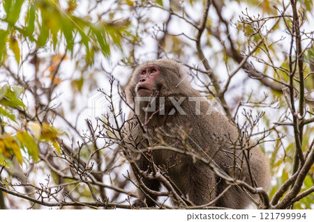 Yakuza monkeys foraging on Yakushima Island, a World Heritage Site (winter) 121799994