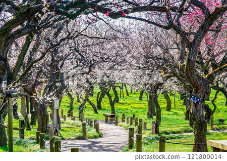 Mito Kairakuen Plum Grove 121800014