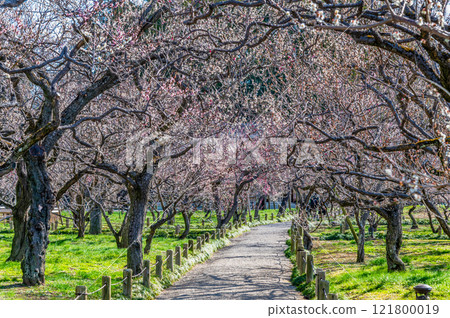 水戶偕樂園梅林 121800019