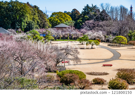 Mito Kairakuen: Plum grove seen from Kobuntei Mito Kairakuen: Plum grove seen from Kobuntei 121800150