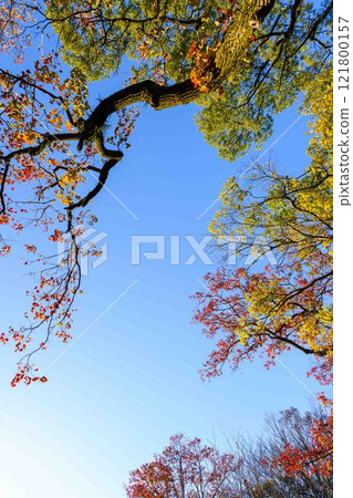 Autumn leaves against the backdrop of clear autumn skies. Scenery of the Sakuranobaba Josaien Gardens. "Castle Festival (Autumn Kumamoto Castle Festival) (Bamboo Lanterns)" 121800157