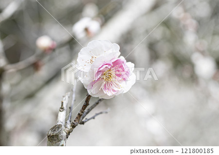 white plum blossom 121800185