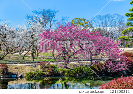 Mito Kairakuen Plum Grove 121800211