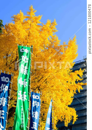 Ginkgo trees at the shrine with a clear autumn sky in the background [Kato Shrine] Castle Festival (Autumn Kumamoto Castle Festival) (Bamboo lanterns) 121800478