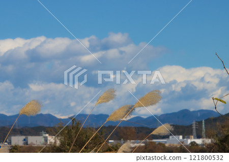 潘帕斯草和天空 潘帕斯草和天空 121800532