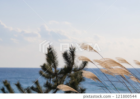 Susuki and the sea Susuki and the sea 121800544