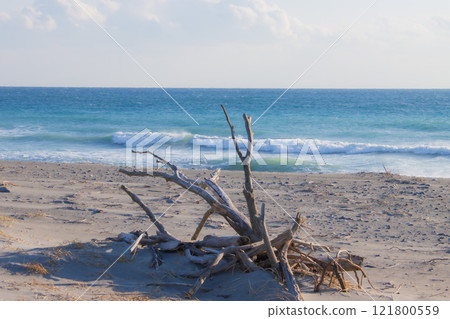 Driftwood on the beach Driftwood on the beach 121800559