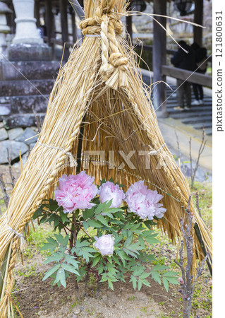 Snowy winter peony 121800631