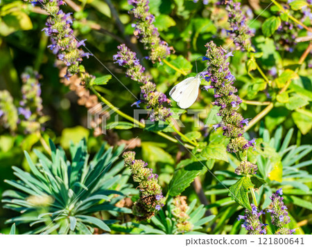 Autumn flowerbed: A cabbage white butterfly comes to suck nectar from a small purple flower Autumn flowerbed: A cabbage white butterfly comes to suck nectar from a small purple flower 121800641