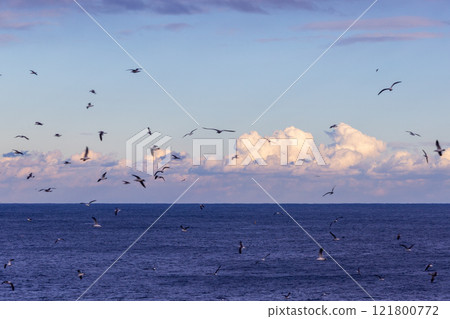 大船渡市五石海岸和黑尾鷗 121800772