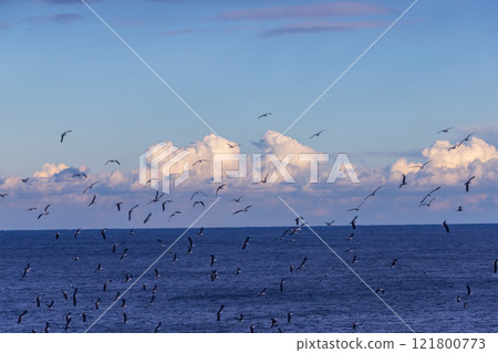 大船渡市五石海岸和黑尾鷗 121800773