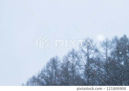 Snowy Mountain Forest 121800908