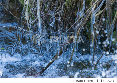 Icicles on a branch 121800925