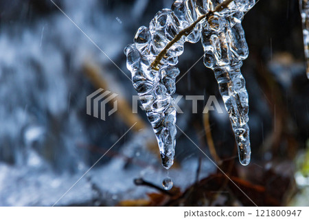 Icicles on a branch 121800947
