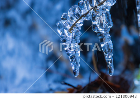 Icicles on a branch 121800948
