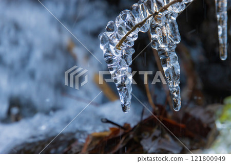 Icicles on a branch Icicles on a branch 121800949
