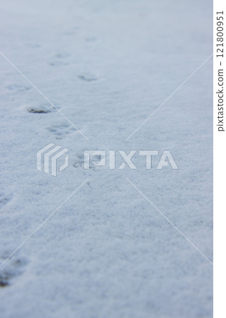 Dog footprints on a snowy road Dog footprints on a snowy road 121800951