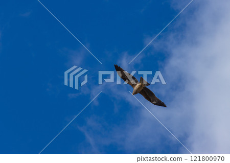Flying black kite Flying black kite 121800970