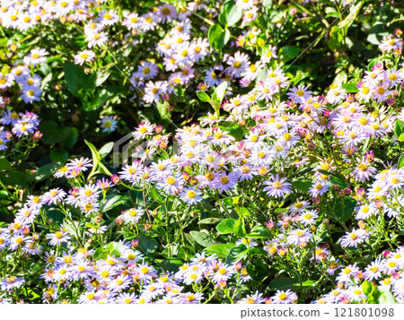 Autumn flower bed: Cute cornflowers in full bloom and butterflies and bees coming to suck nectar 121801098