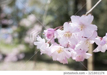 盛開的二色櫻花(源平垂花桃) 盛開的二色櫻花(源平垂花桃) 121801174