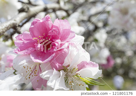 Two-colored cherry blossoms in full bloom (Genpei weeping peach) Two-colored cherry blossoms in full bloom (Genpei weeping peach) 121801176