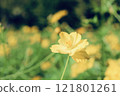bloom, blossom, blossoms 121801261