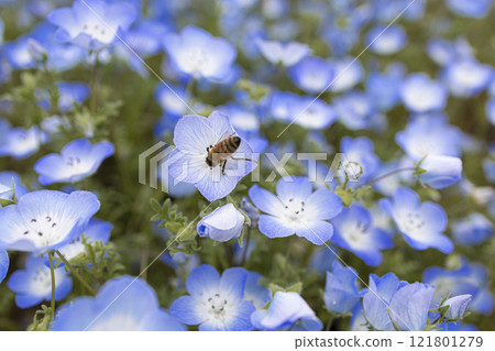 Nemophila flowers and bees Nemophila flowers and bees 121801279