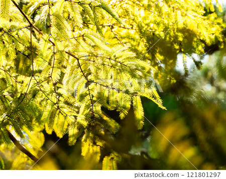 Beautiful metasequoia leaves shining golden in the autumn sun Beautiful metasequoia leaves shining golden in the autumn sun 121801297