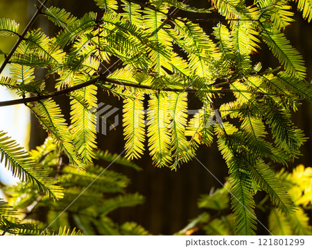 Beautiful metasequoia leaves shining golden in the autumn sun 121801299