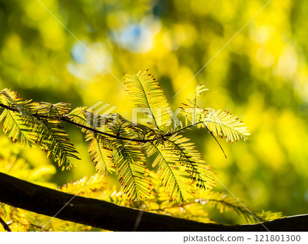 Beautiful metasequoia leaves shining golden in the autumn sun Beautiful metasequoia leaves shining golden in the autumn sun 121801300