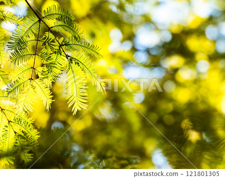 Beautiful metasequoia leaves shining golden in the autumn sun Beautiful metasequoia leaves shining golden in the autumn sun 121801305