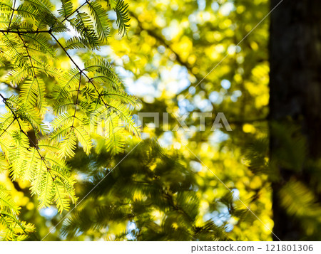 Beautiful metasequoia leaves shining golden in the autumn sun 121801306