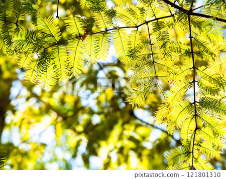 Beautiful metasequoia leaves shining golden in the autumn sun Beautiful metasequoia leaves shining golden in the autumn sun 121801310
