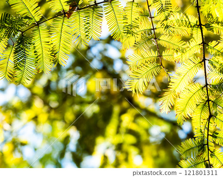 Beautiful metasequoia leaves shining golden in the autumn sun Beautiful metasequoia leaves shining golden in the autumn sun 121801311
