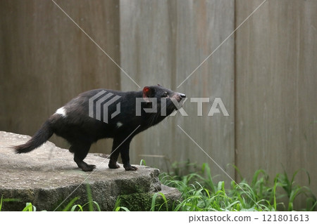 Tasmanian devil standing on a rock looking up Tasmanian devil standing on a rock looking up 121801613