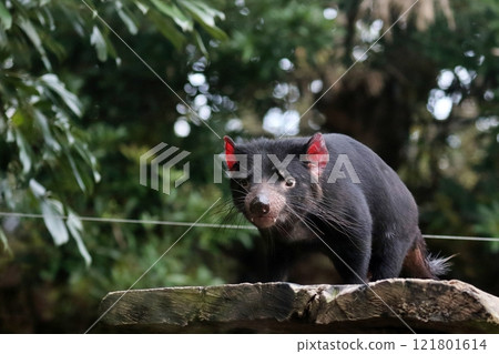 Staring Tasmanian devil portrait Staring Tasmanian devil portrait 121801614