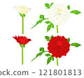 White and red dahlia 121801813