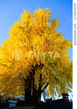 Learn more (Ginkgo trees seen from the observation path) (Autumn scenery) Castle Festival (Autumn Kumamoto Castle Festival) (Bamboo lanterns) Learn more (Ginkgo trees seen from the observation path) (Autumn scenery) Castle Festival (Autumn Kumamoto Castle Festival) (Bamboo lanterns) 121801859
