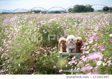 宇宙場與三隻玩具貴賓犬 121801987