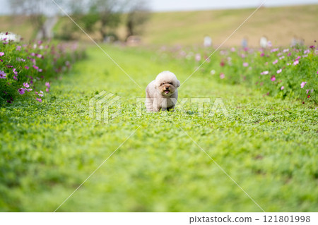 玩具貴賓犬奔跑 121801998