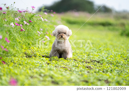 玩具貴賓犬 玩具貴賓犬 121802009